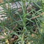 Salsola soda Hoja