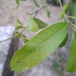 Bouea macrophylla Leaf