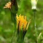 Tragopogon orientalis Bloem