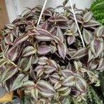 Tradescantia zebrina Лист