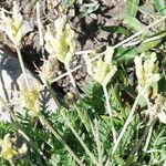 Oxytropis campestris Fula