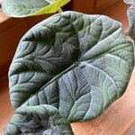 Alocasia baginda Levél