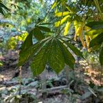Manihot grahamii Leaf