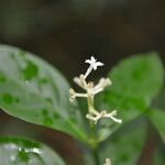 Rudgea cornifolia പുഷ്പം