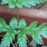 Tectaria gemmifera पत्ता