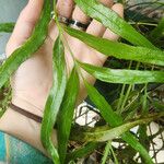 Asplenium formosum Leaf