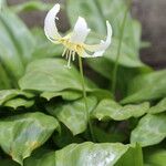 Erythronium oregonum Květ