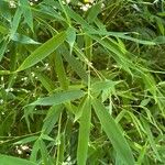 Phyllostachys edulis Blatt