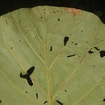 Pentagonia wendlandii Hoja