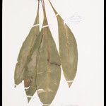 Elaphoglossum luridum Leaf