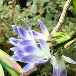 Dendrobium victoriae-reginae Kukka