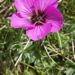 Geranium subcaulescens Blüte