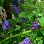 Clematis viticella Habitus