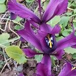 Iris reticulata Цветок
