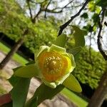 Liriodendron tulipifera Bloem