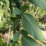 Phyllodium pulchellum Leaf