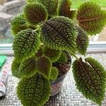 Pilea mollis Frunză