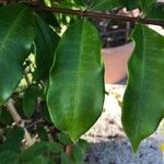 Allamanda cathartica Leaf