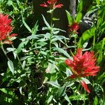 Castilleja miniata পাতা