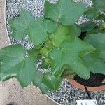 Gossypium herbaceum Likasa