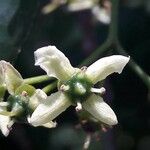 Euonymus europaeus Blomma