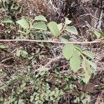 Grewia bicolor Leaf