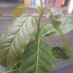 Ficus septica Leaf