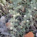 Asparagus acutifolius Frucht