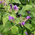 Strobilanthes attenuata Flower