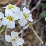 Arabis alpina 花