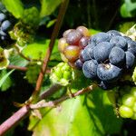 Rubus canadensis Fruit