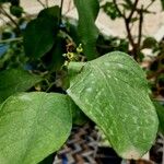 Citrus × aurantiifolia পাতা