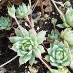 Graptopetalum macdougallii Leaf