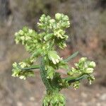 Rumex pulcher Fula