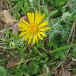 Machaeranthera gracilis Flor