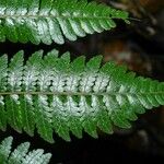 Cyathea surinamensis Лист