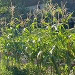 Zea mays Συνήθη χαρακτηριστικά