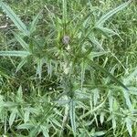 Cirsium vulgare 葉