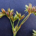 Juncus pygmaeus Fiore