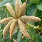 Paeonia x suffruticosa Fruct