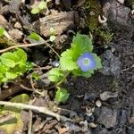 Veronica politaFlower