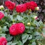 Dahlia pinnata অভ্যাস