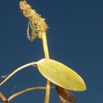 Potamogeton gramineus Flower