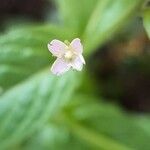 Epilobium ciliatumFlower