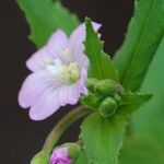 Epilobium montanum Φύλλο