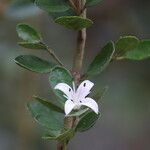 Correa alba Blüte