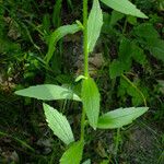 Erigeron annuus ഇല