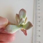 Graptopetalum paraguayense Feuille