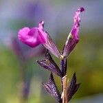 Salvia guaranitica Kukka