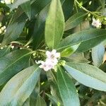 Myoporum laetum花